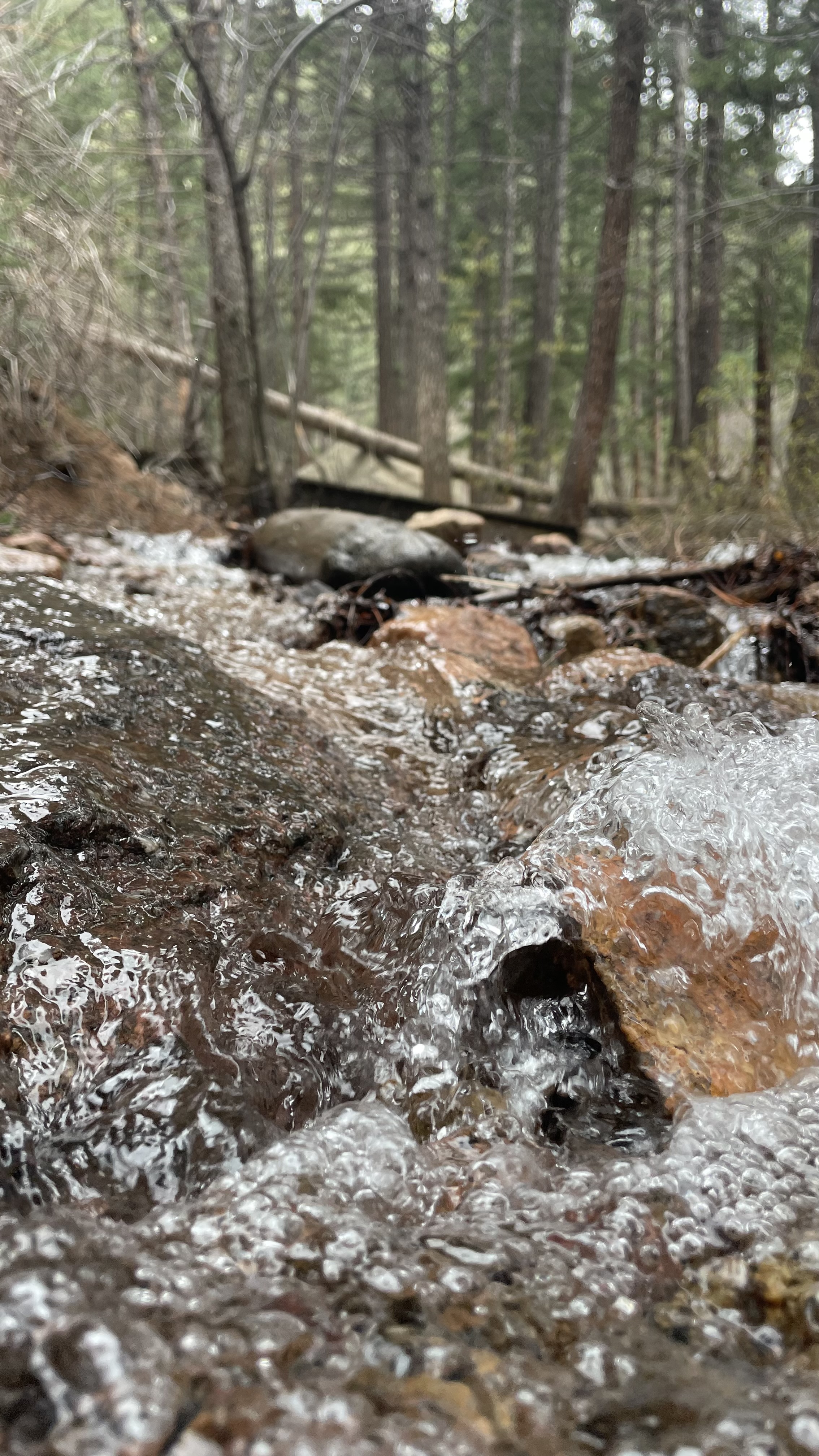 A clear mountain stream flowing over rocks beneath a quiet Colorado forest.